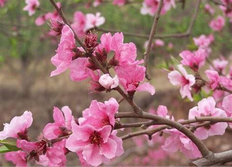 命帶桃花的人|由出生時辰看你命中是否帶桃花